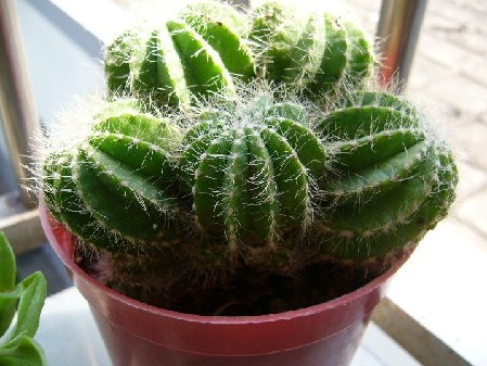 办公桌植物 办公桌植物